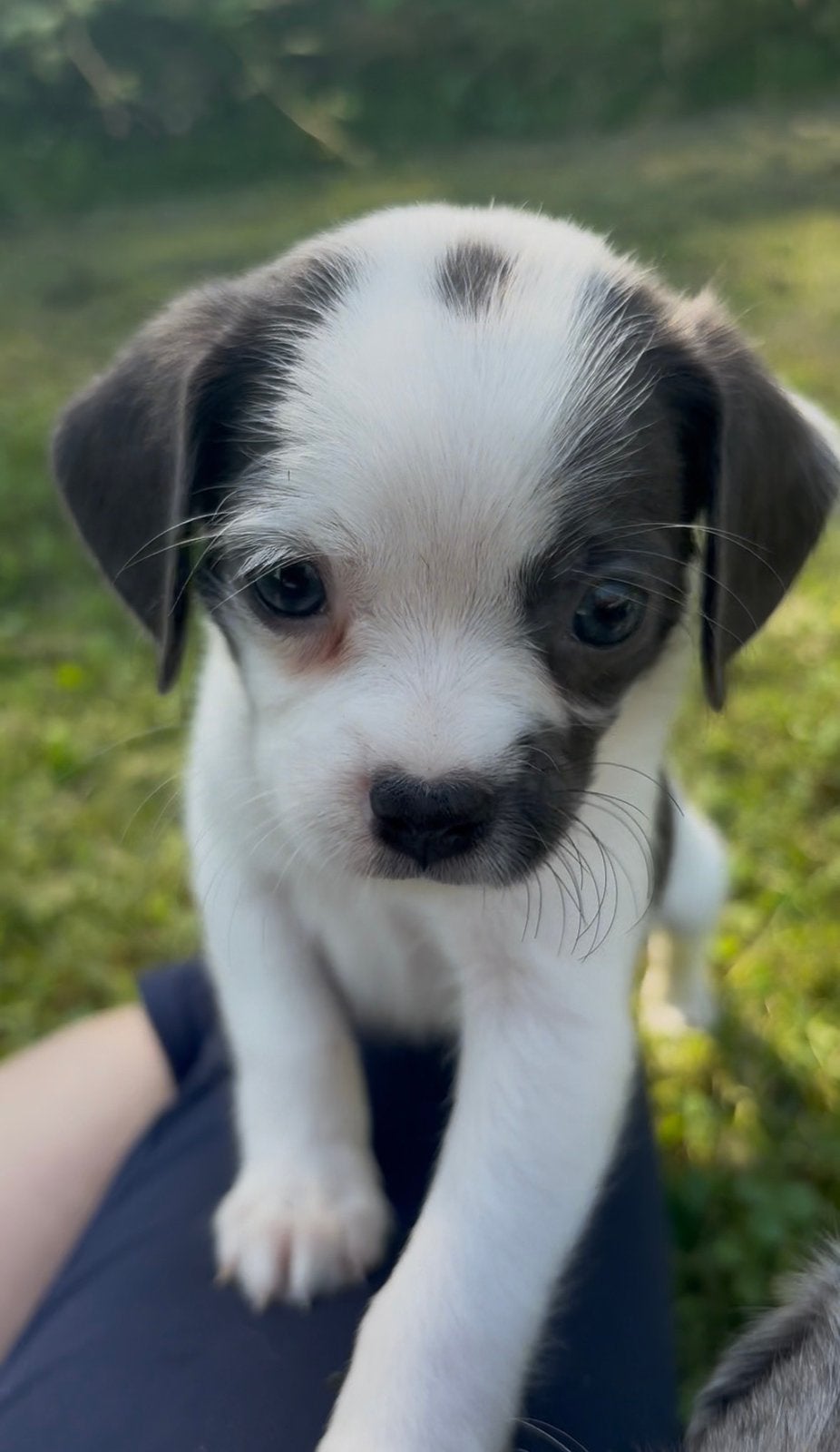 Super knap en mega lief kruising teefje, Dieren en Toebehoren, Honden | Niet-rashonden, Parvo, 8 tot 15 weken, Meerdere, Meerdere dieren