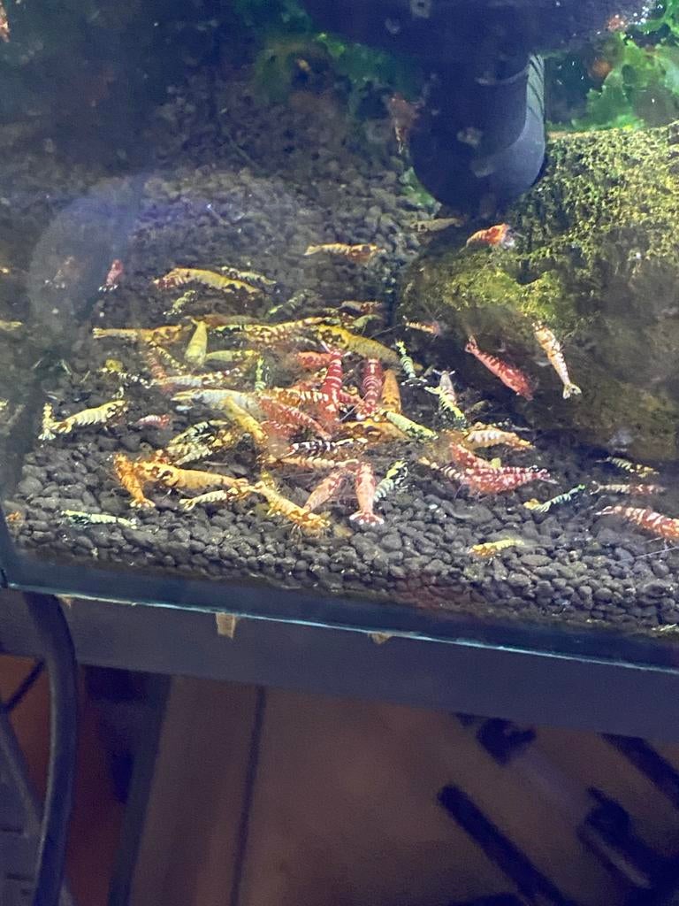 Galaxy Caradina’s uitgeselecteerd!, Dieren en Toebehoren, Kreeft, Krab of Garnaal