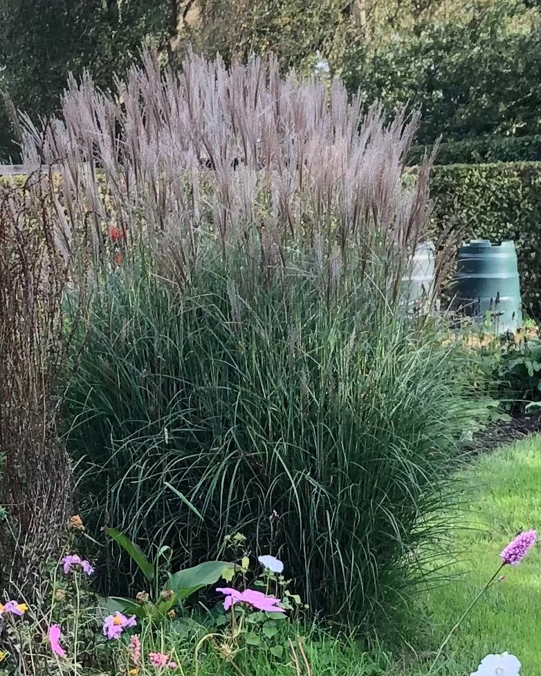 Miscanthus Sinensis, Chinees Prachtriet, Ophalen, Overige soorten, Volle zon