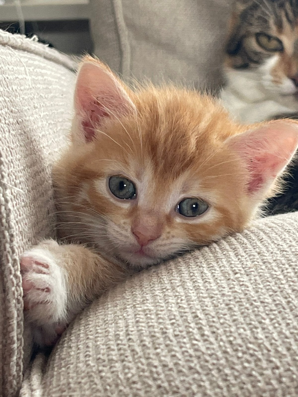 Rood kitten poesje, Poes, Kortharig, 0 tot 2 jaar