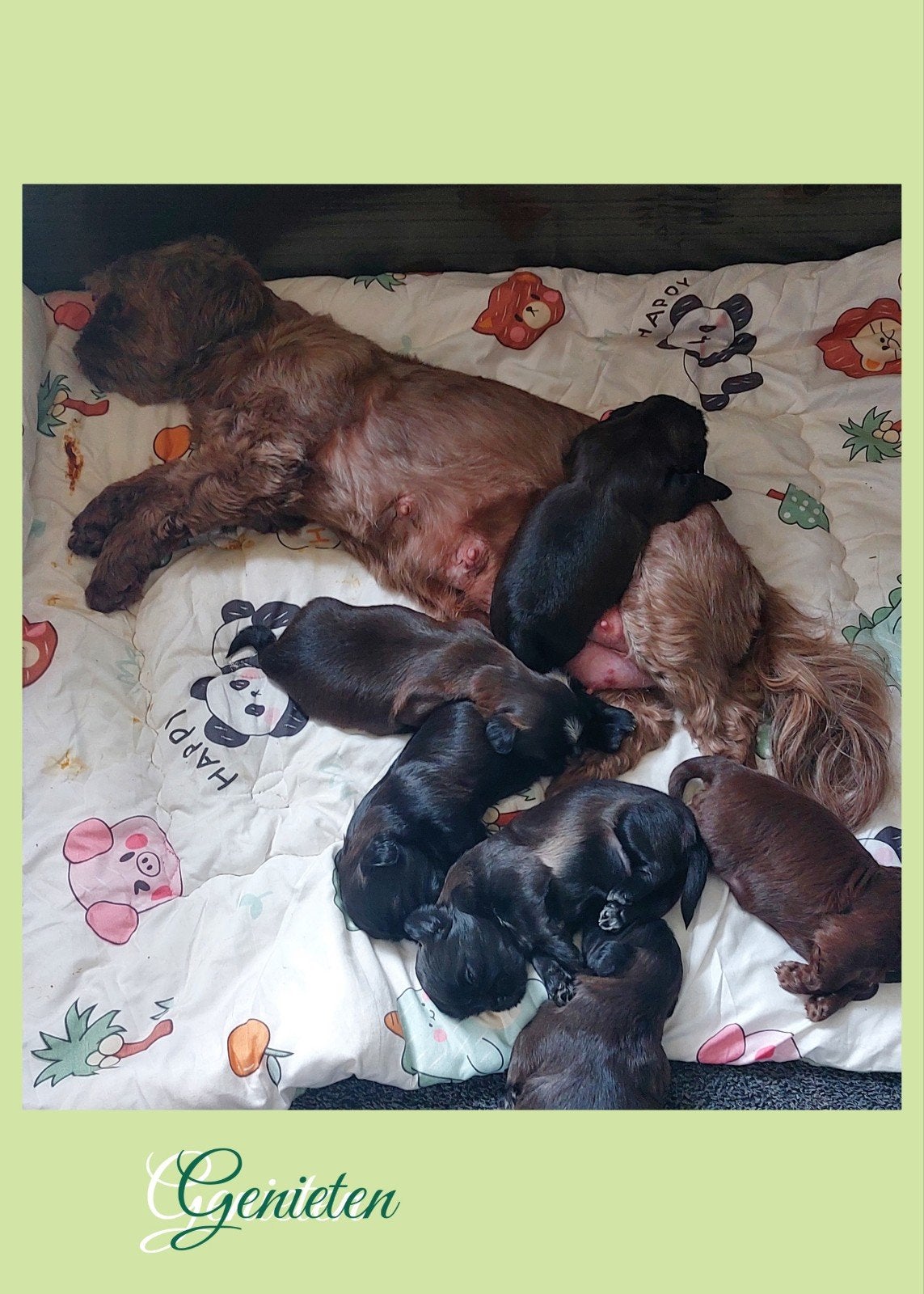 Shih tzu pups 💖, Overige rassen, 8 tot 15 weken, Meerdere, Meerdere dieren