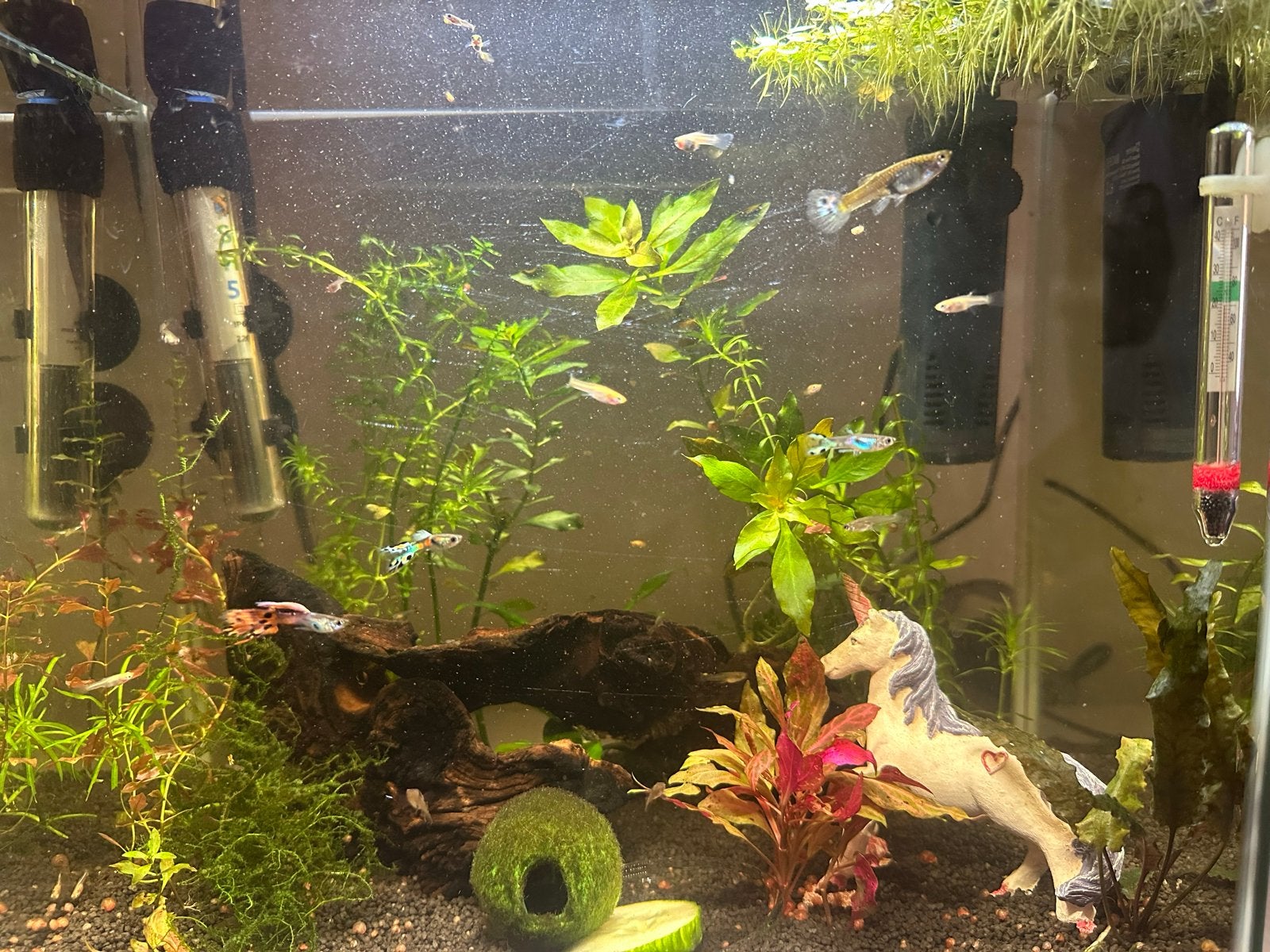 (Baby) guppies, Vis