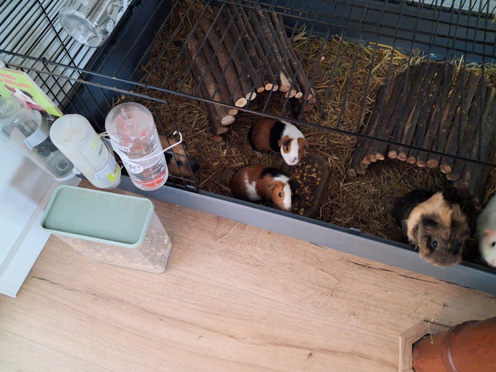 2 jonge 3 kleurige cavia zusjes!, Dieren en Toebehoren, April, Vrouwelijk, Cavia