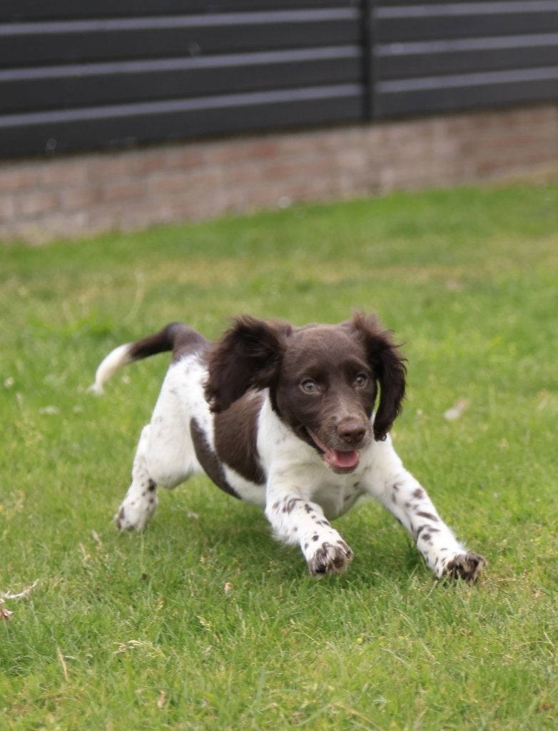 Lieve Stabij x Cocker Spaniel pups – mogen het nest verlaten, Parvo, Nederland, 8 tot 15 weken, Meerdere
