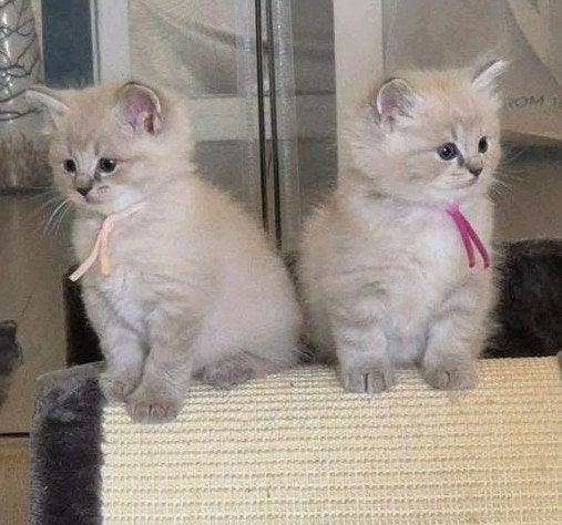 Prachtige Ragdoll kittens met stamboom DNA getest, Dieren en Toebehoren, Poes, Met stamboom