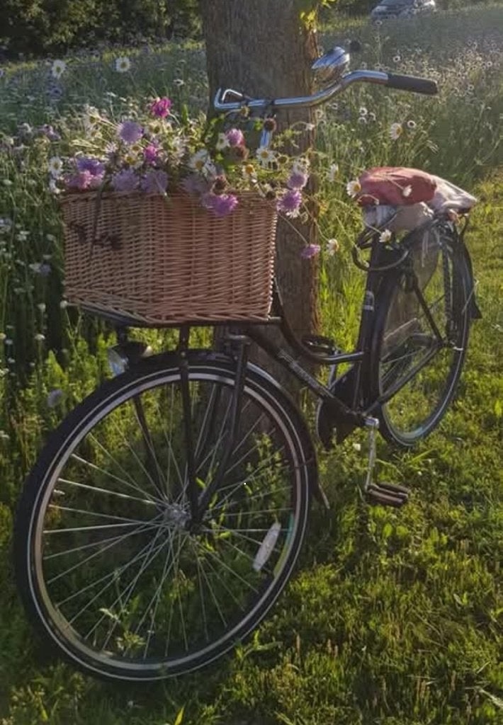 Omafiets met mand - Zo goed als nieuw, Fietsen en Brommers, Fietsen | Dames | Omafietsen, Ophalen, Terugtraprem, 53 tot 56 cm