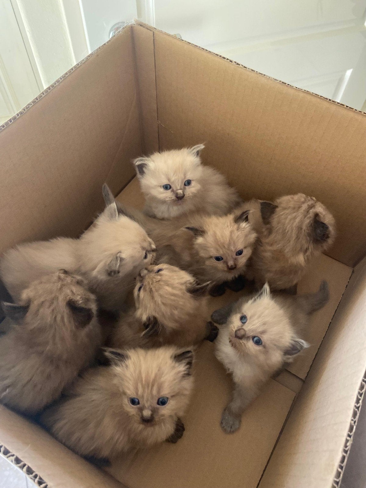 Ragdoll Kitten Te Koop, Dieren en Toebehoren, Meerdere dieren