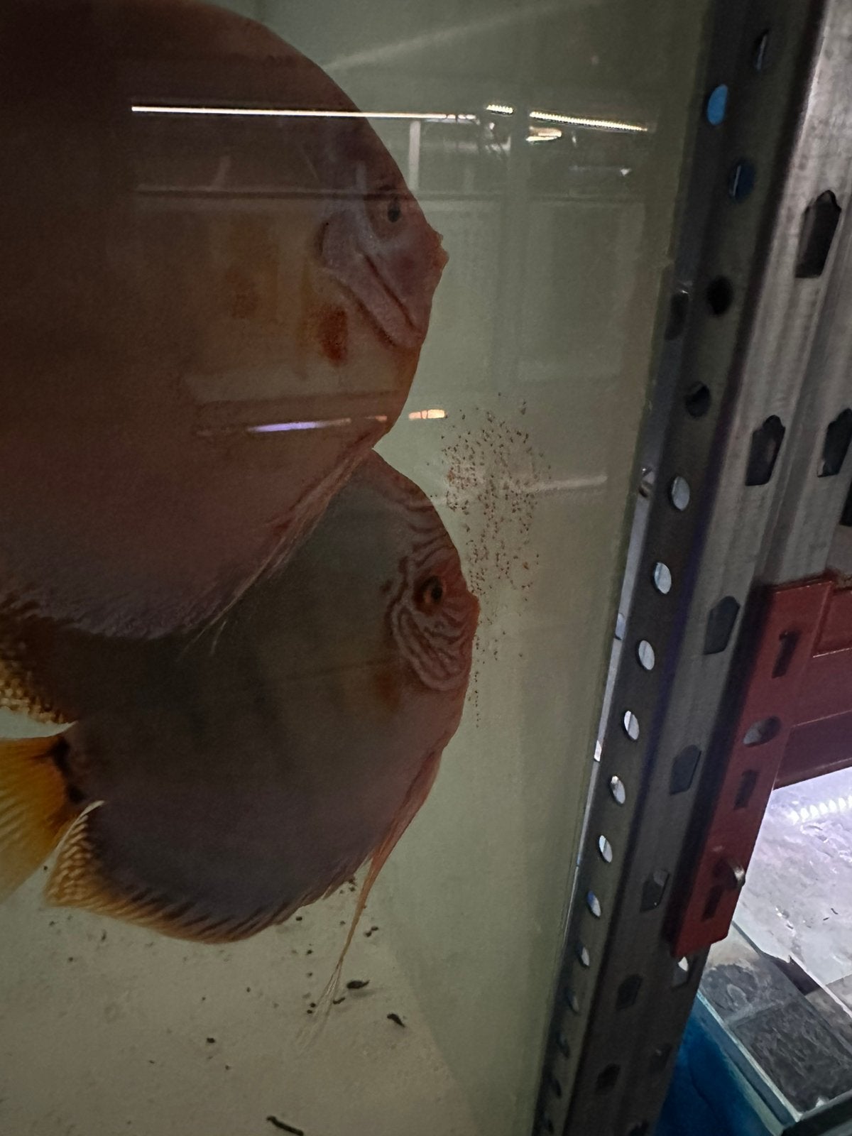 Kweekkoppel colbat discusvissen, Dieren en Toebehoren, Vis, Zoetwatervis, Schoolvis
