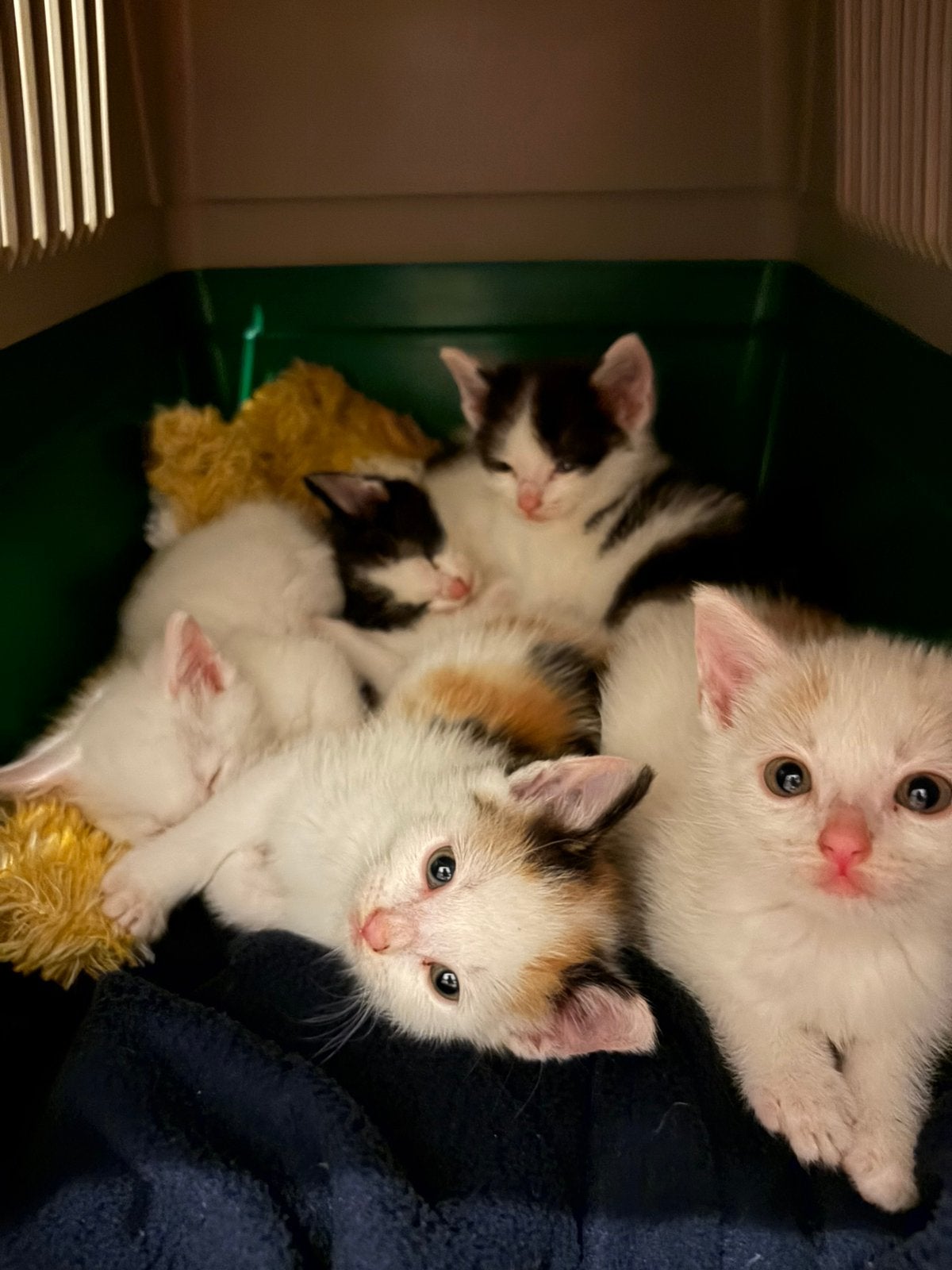 Kittens, Geslacht onbekend, Ontwormd, 0 tot 2 jaar