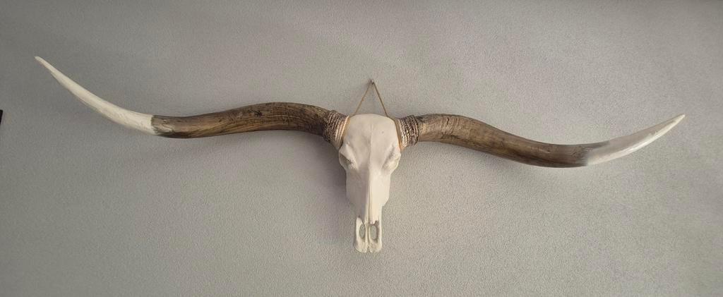 XL Texas Longhorn schedel - 170 cm breed, Ophalen, Meerkleurig, Natuurlijk materiaal, Landelijk