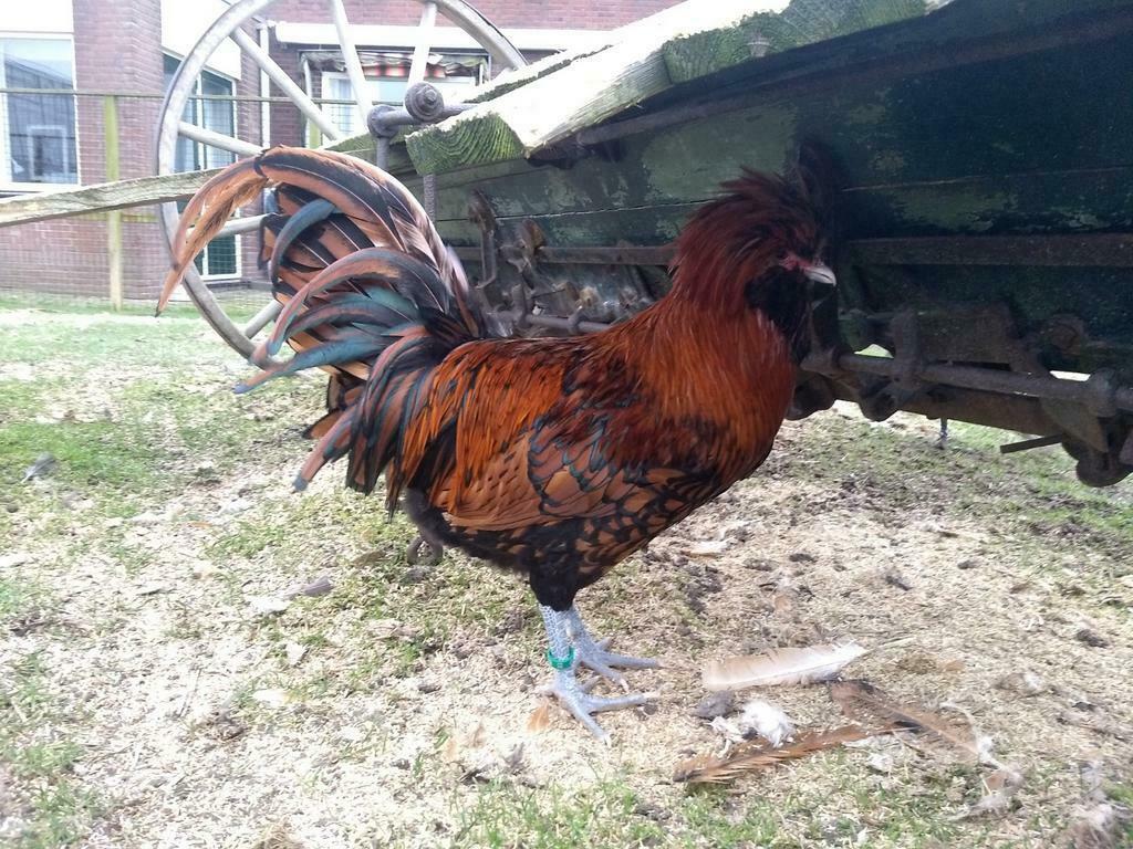 Broedeieren Baardkuifhoen (oud Hollands ras) groot type, Dieren en Toebehoren, Pluimvee, Geslacht onbekend, Kip