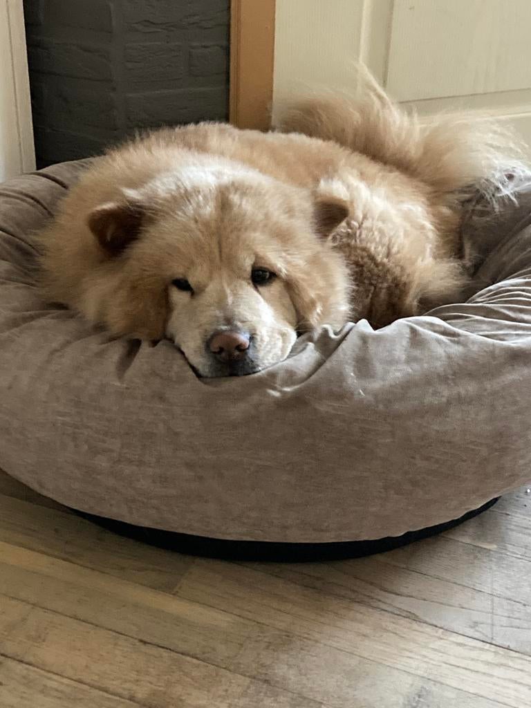 Chow Chow teefje, herplaatsing, België, Particulier, Overige rassen, Teef