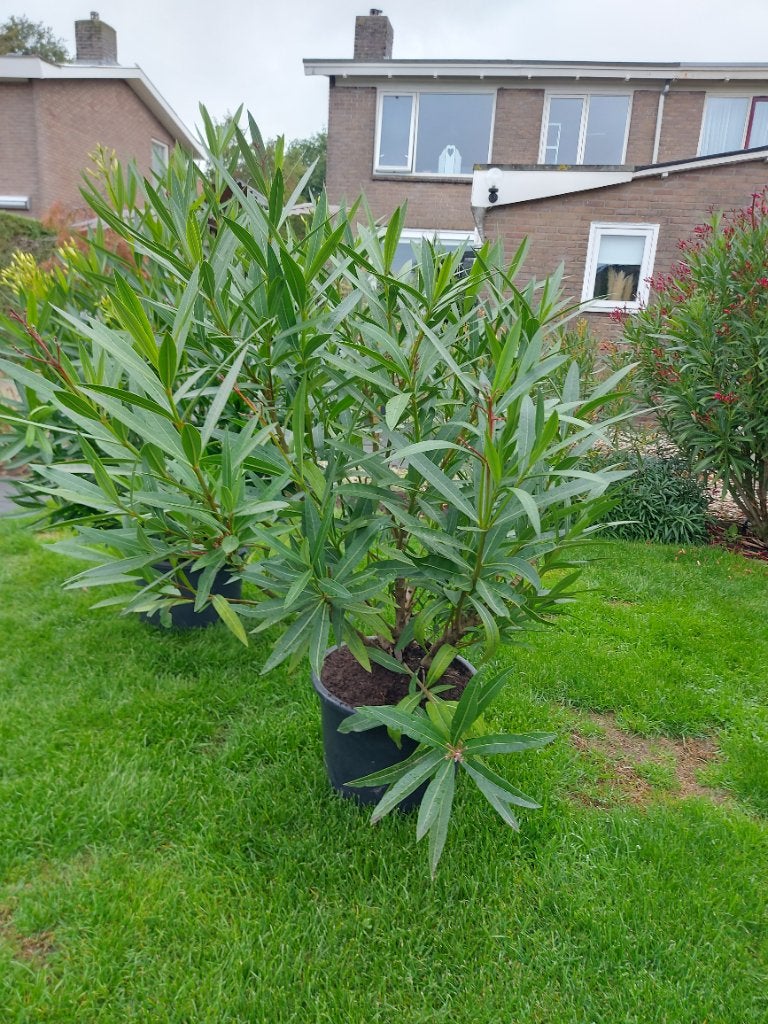 Oleander, Ophalen, Vaste plant, Overige soorten, Volle zon