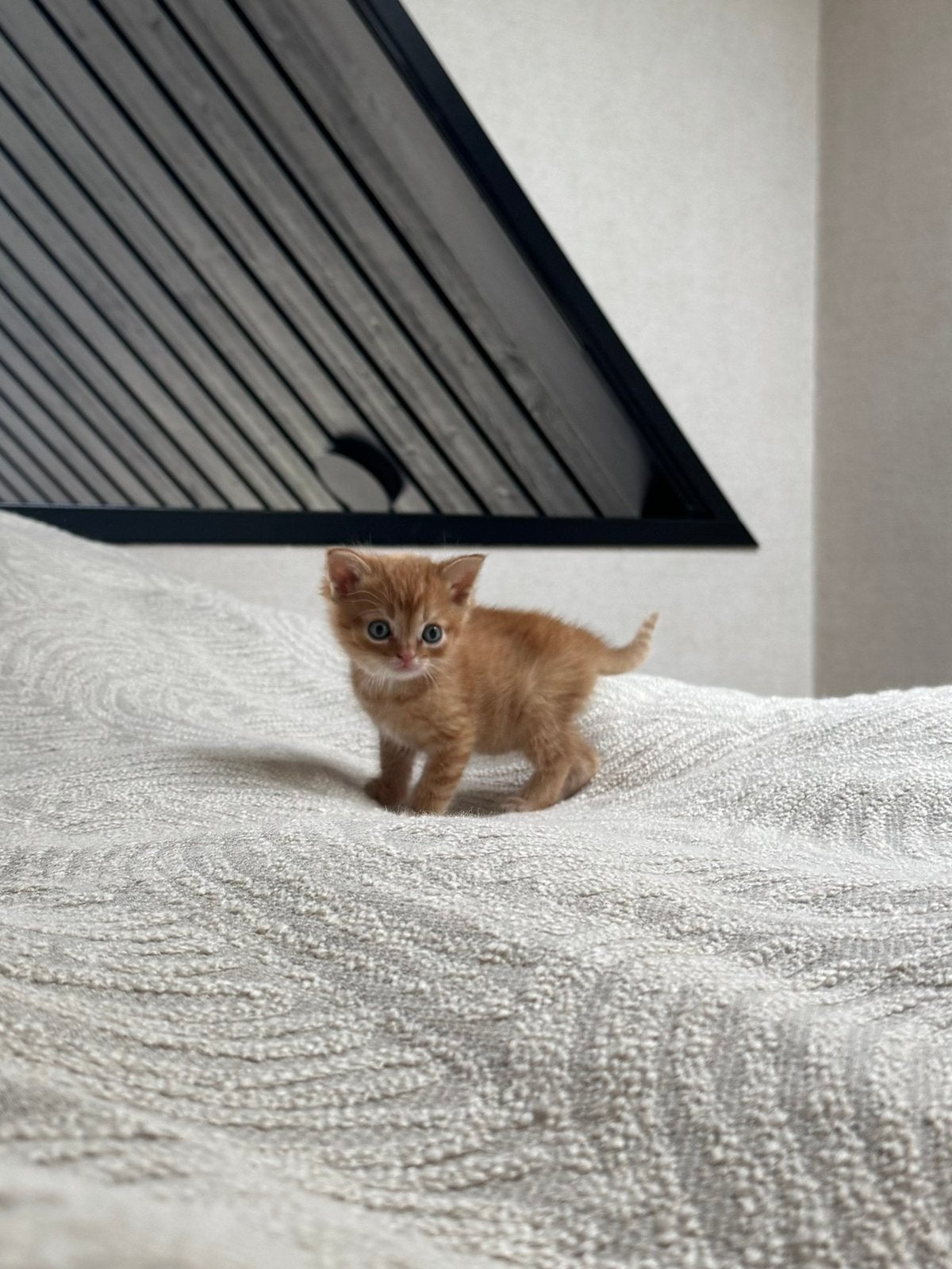 Kittens met Brits Korthaar in bloed, Meerdere dieren