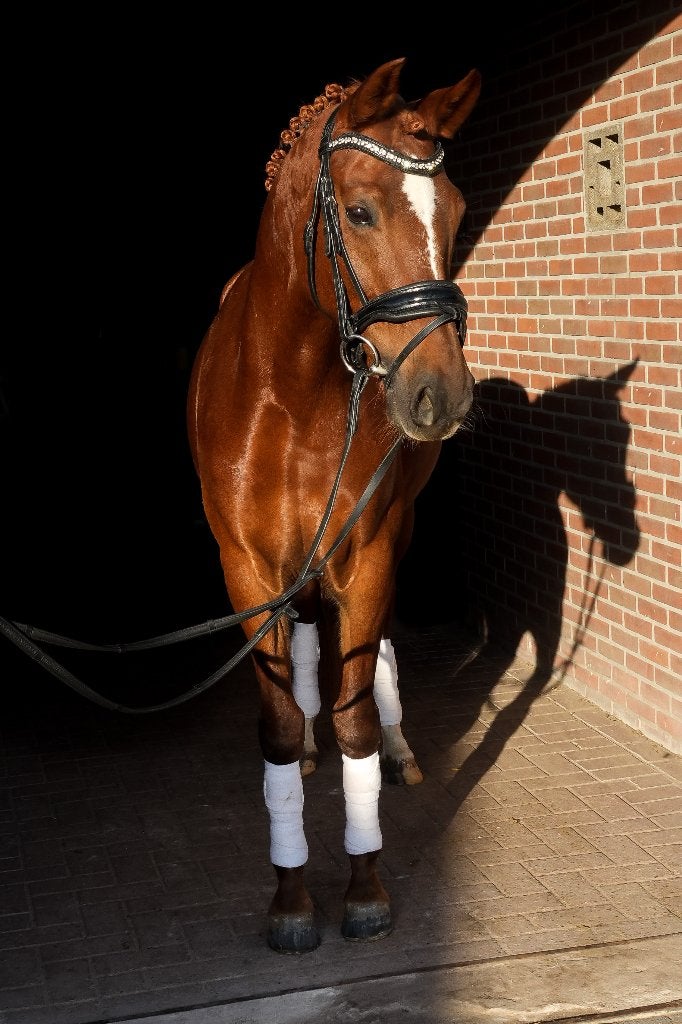 D-pony, Merrie, Met stamboom, Dressuurpony, L