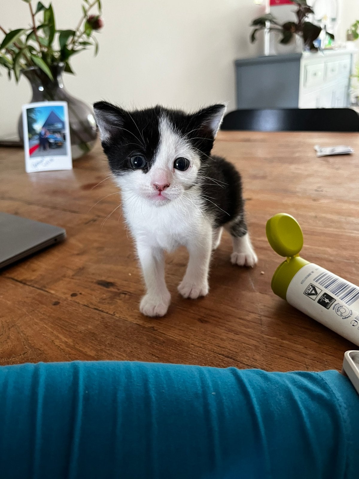 Kitten, Kater