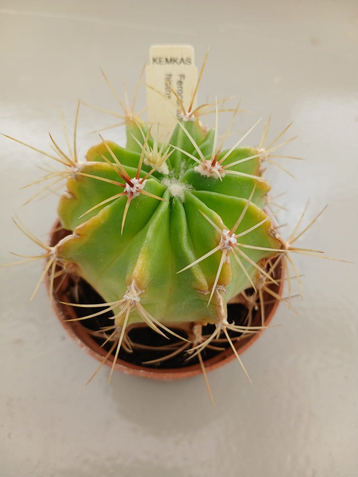 Diverse cactussen en vetplanten, Ophalen, Cactus, Minder dan 100 cm