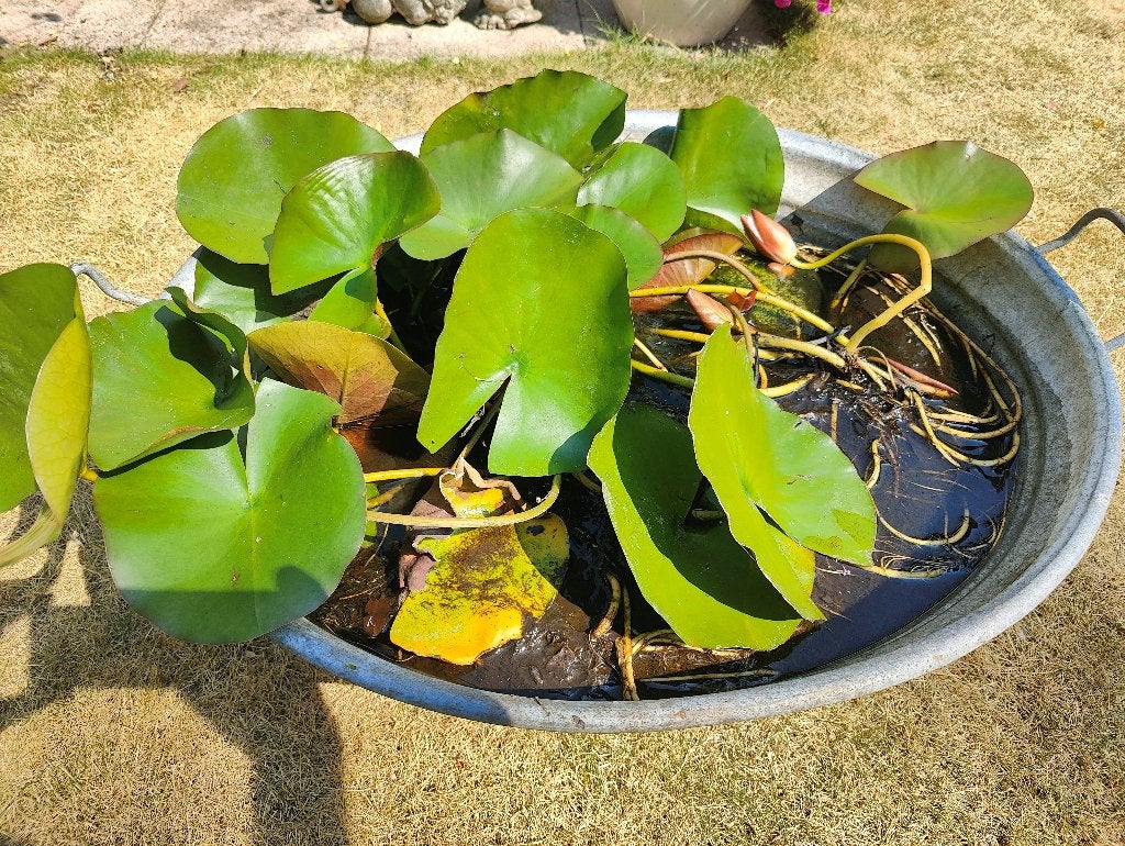 waterlelie, Tuin en Terras, Vijvers, Ophalen, Gebruikt