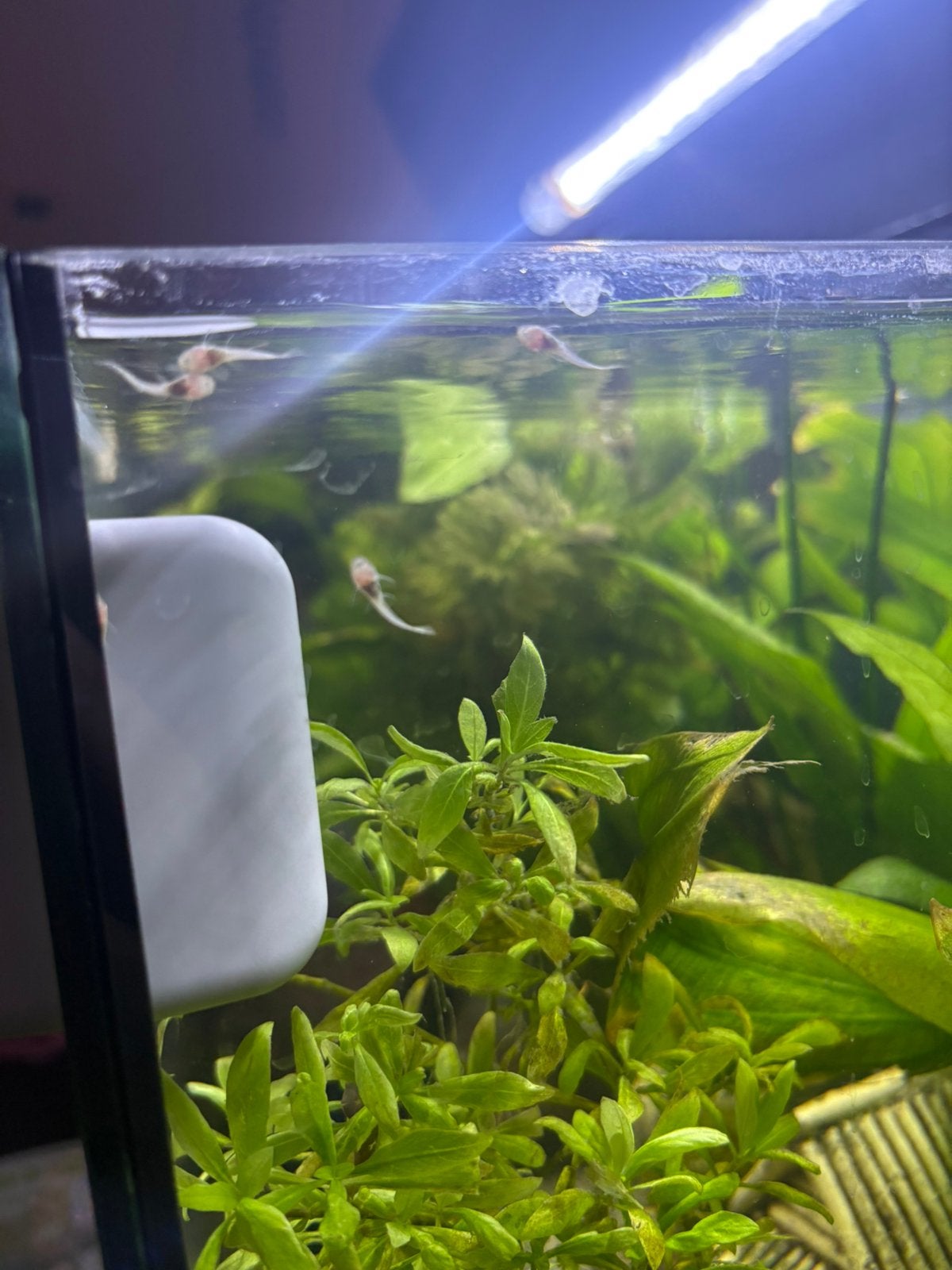Albino ancistrus algeneter, Vis