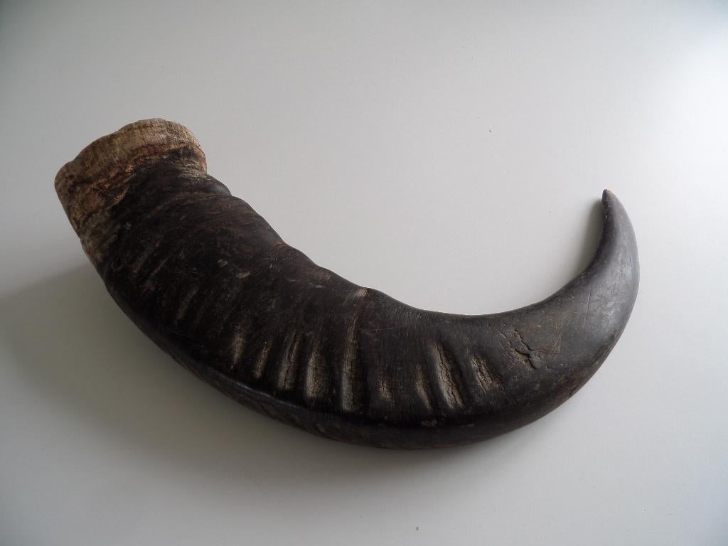 buffelhoorn, Ophalen of Verzenden, Decoratieobject