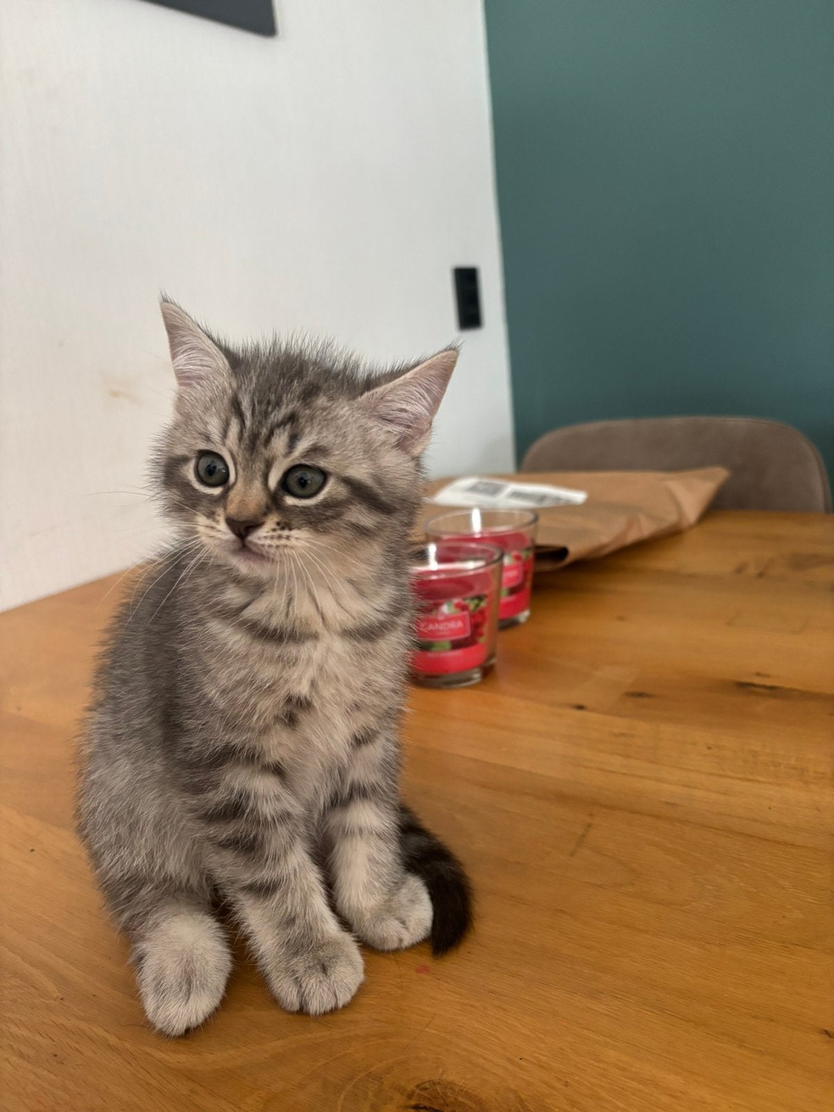Britse korthaar kittens, Kater, Langharig, 0 tot 2 jaar