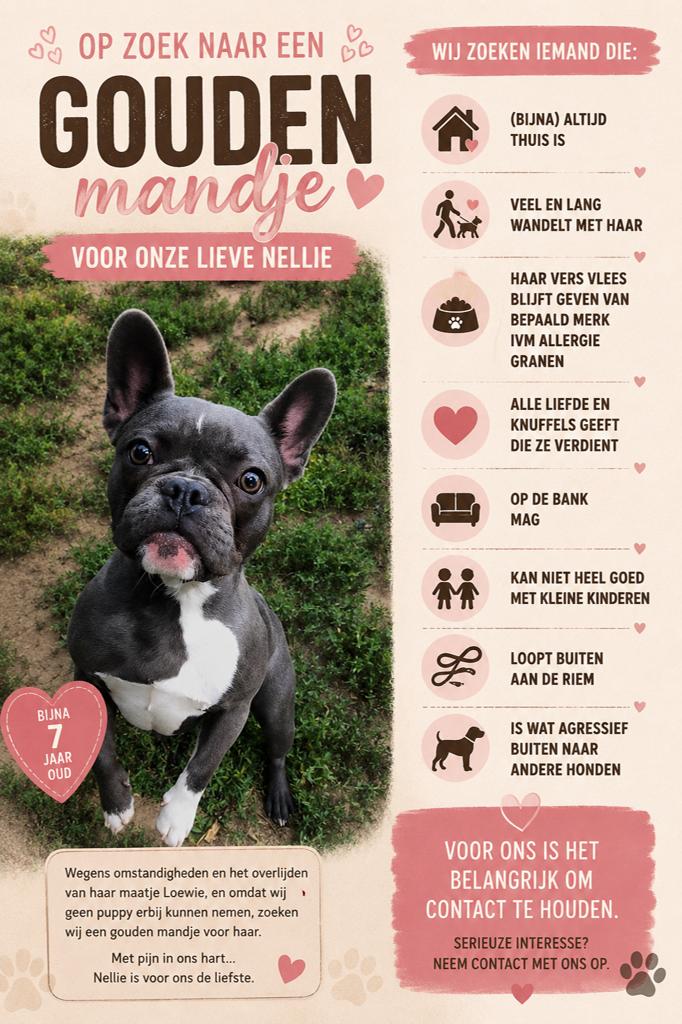 franse bulldog, Dieren en Toebehoren, Honden | Niet-rashonden, 6 jaar of ouder, Teef, Parvo, Eén hond