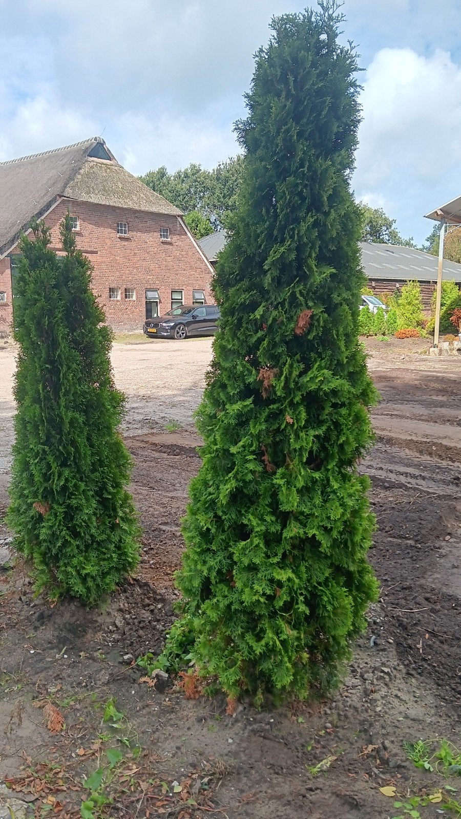 Thuja Smaragd Coniferen - In het vj verplant, Tuin en Terras, Volle zon, Vaste plant, Bloeit niet, Ophalen