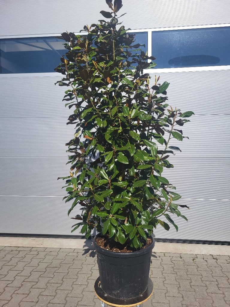 Magnolia grand praecox, Ophalen of Verzenden, 250 tot 400 cm, Zomer, Zuilboom