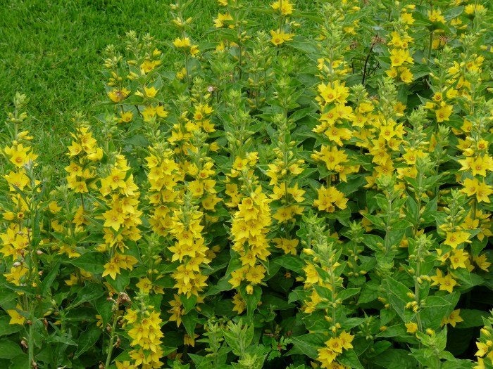 Lysimachia punctata nu €1. in een P11 pot., Vaste plant, Halfschaduw, Zomer, Ophalen