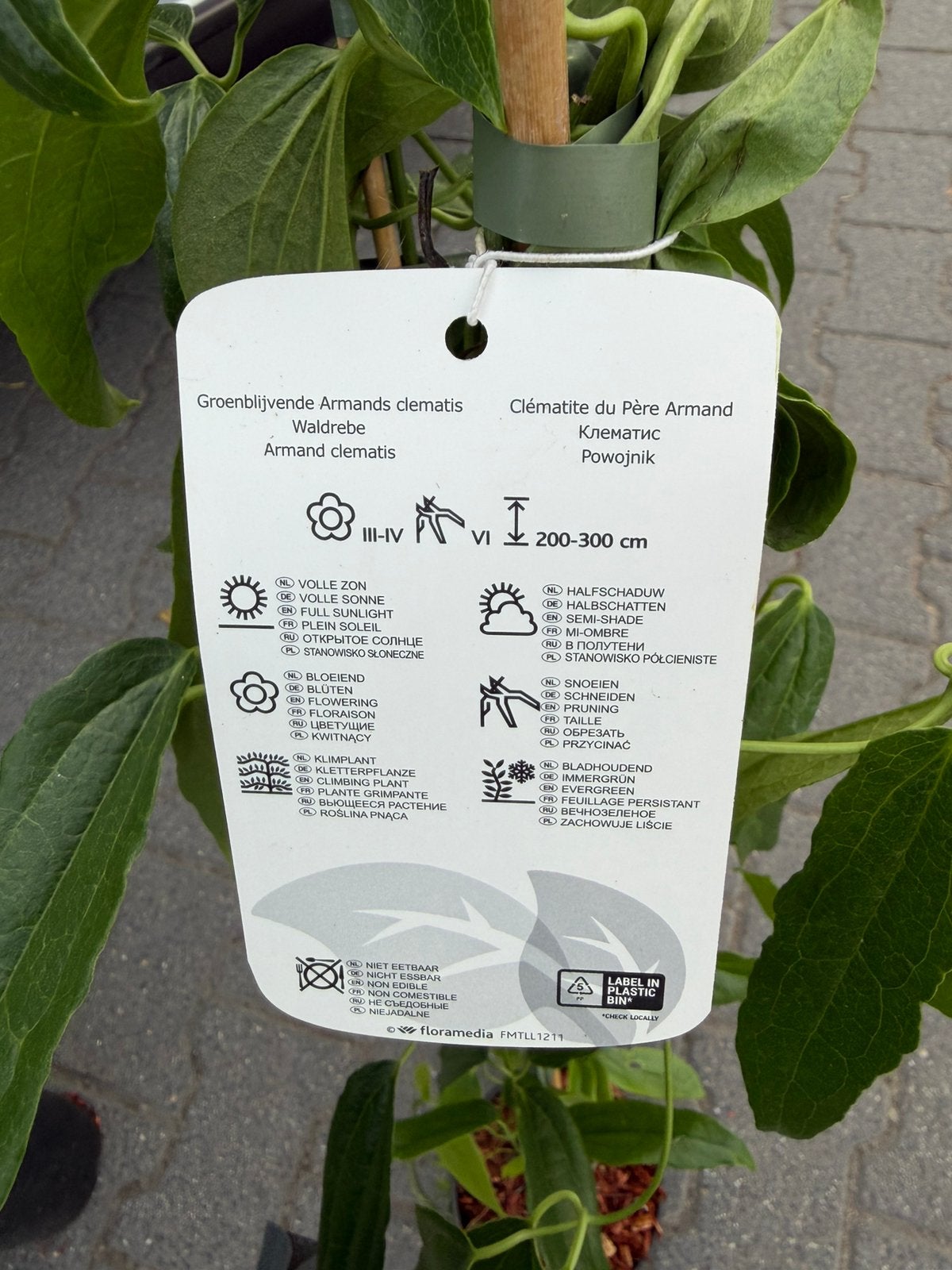 Clematis groenblijvend bloeit met witte bloemen, Overige soorten, Lente, 100 tot 250 cm, Ophalen