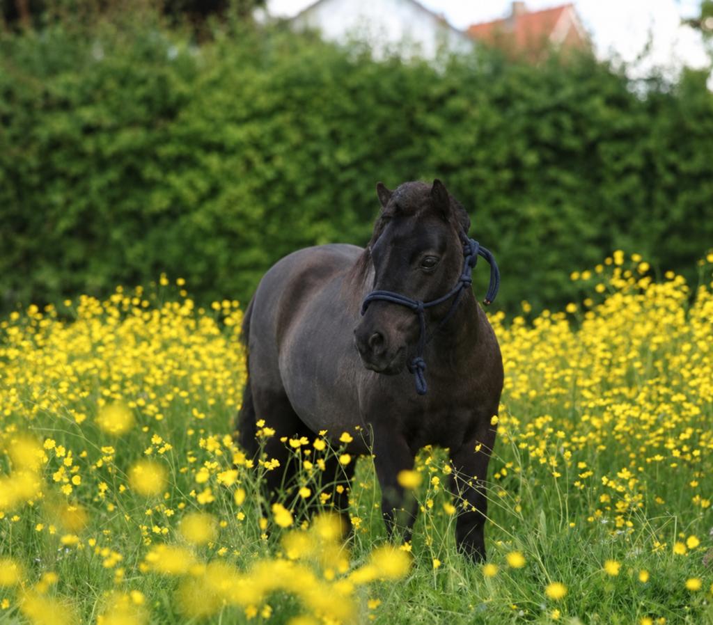 Weidemaatje gezocht, Dieren en Toebehoren, Stalling en Weidegang