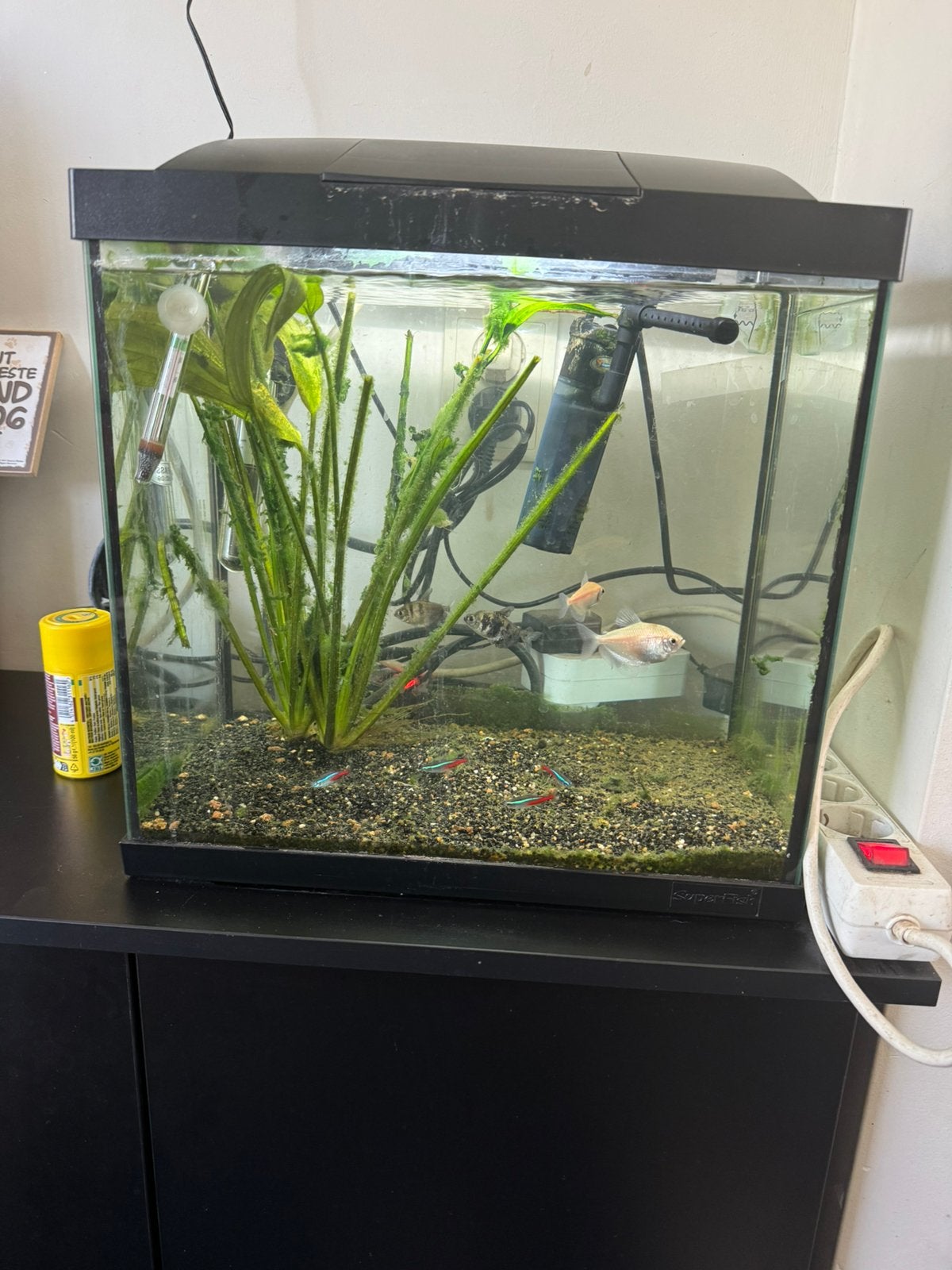 Aquarium inclusief vissen en extra’s, Ophalen, Gebruikt, Gevuld zoetwateraquarium, Superfish
