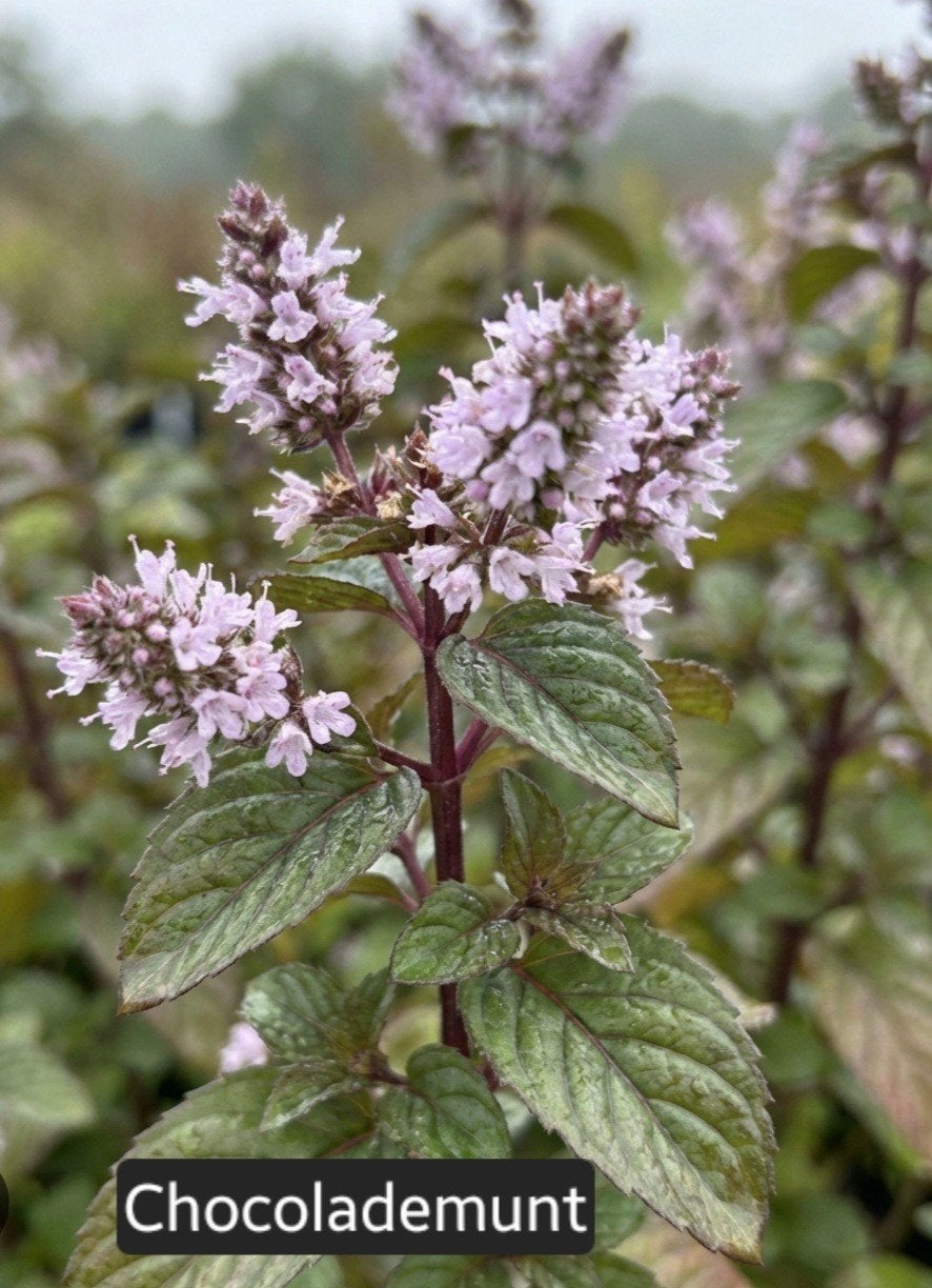 Chocolademunt plant - Heerlijke geur en smaak!, Ophalen