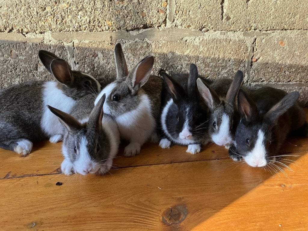 Te koop jonge Hollandertjes, Meerdere dieren, Klein, 0 tot 2 jaar
