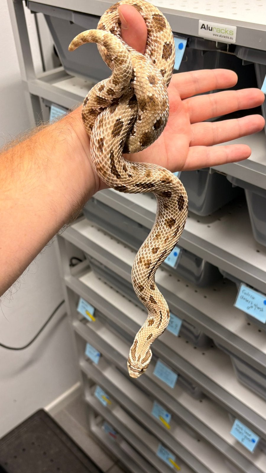 Haakneusslang Heterodon Arctic Anaconda Hognose Snake photo 2