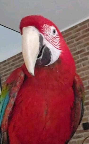 Ara papegaai groenvleugel mannetje, Mannelijk, Papegaai