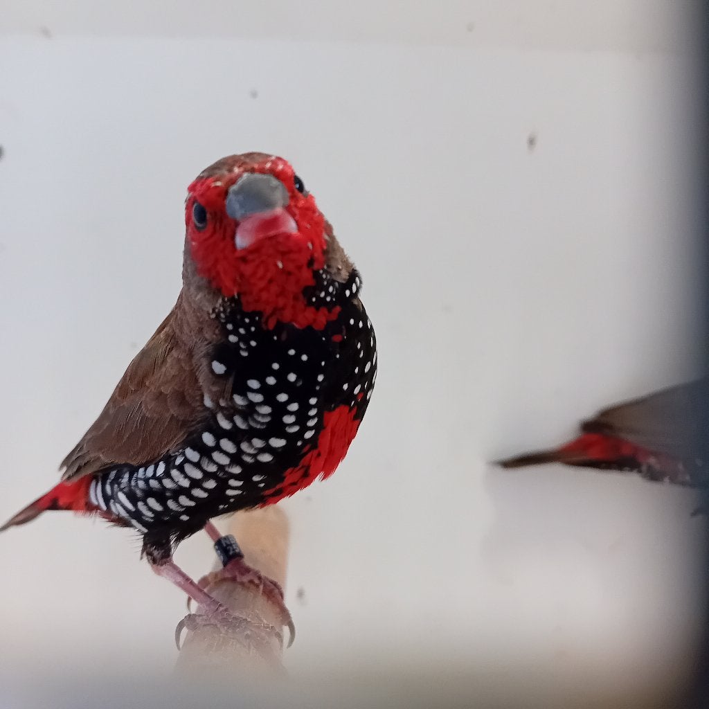 Koppel Emblema Picta, Meerdere dieren, Tropenvogel, Geringd