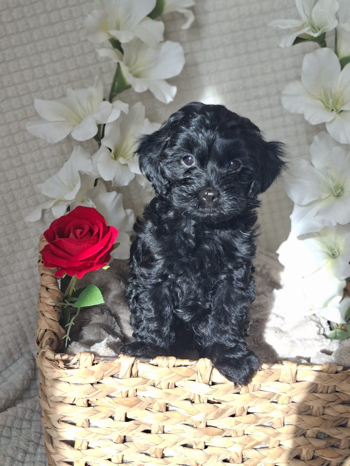 ️ 💙💙SPEELSE YORKIPOO PUPS 💙💙, Dieren en Toebehoren, Overige rassen, 8 tot 15 weken, CDV (hondenziekte), Meerdere