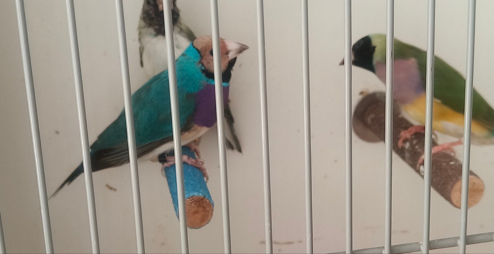 3X Mooie goldamadinas 2025,€50,***VASTE PRIJS***, Dieren en Toebehoren, Vogels | Overige Vogels, Meerdere dieren, Tropenvogel