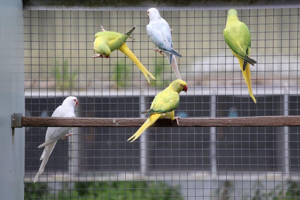 Halsbandparkieten te koop, Meerdere dieren, Parkiet, Geringd