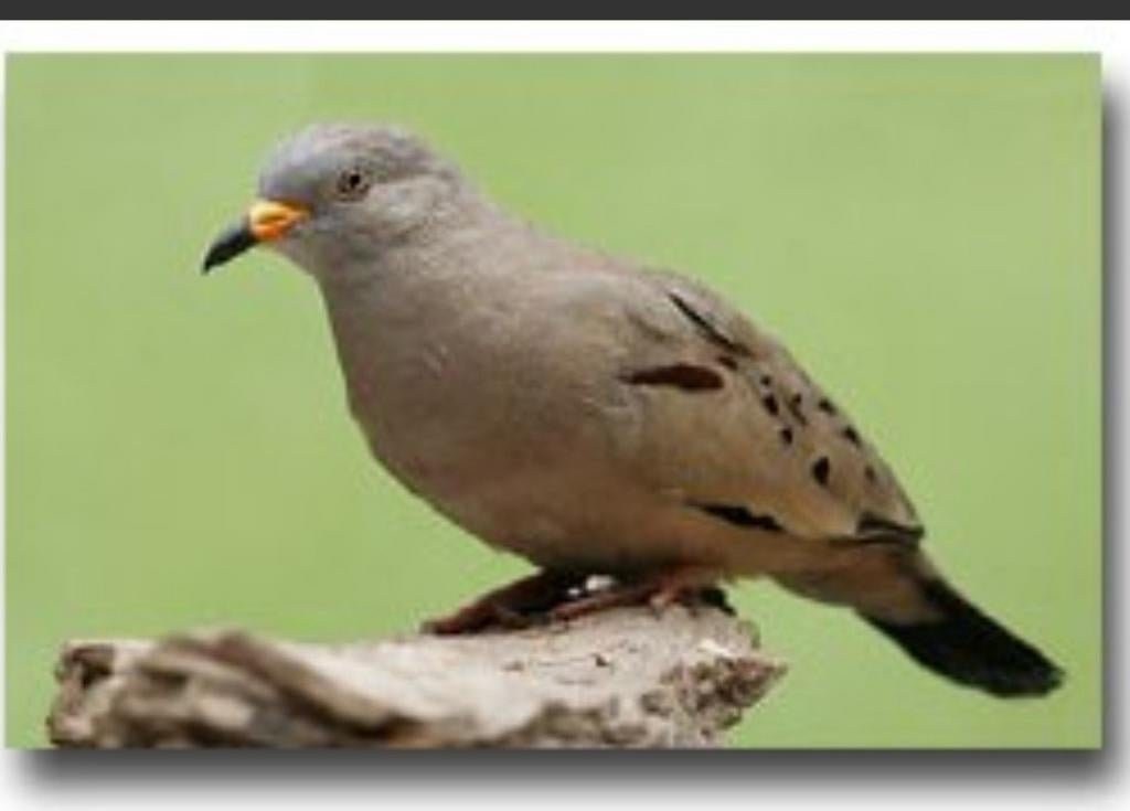 Peruduifje(s) gezocht, Meerdere dieren