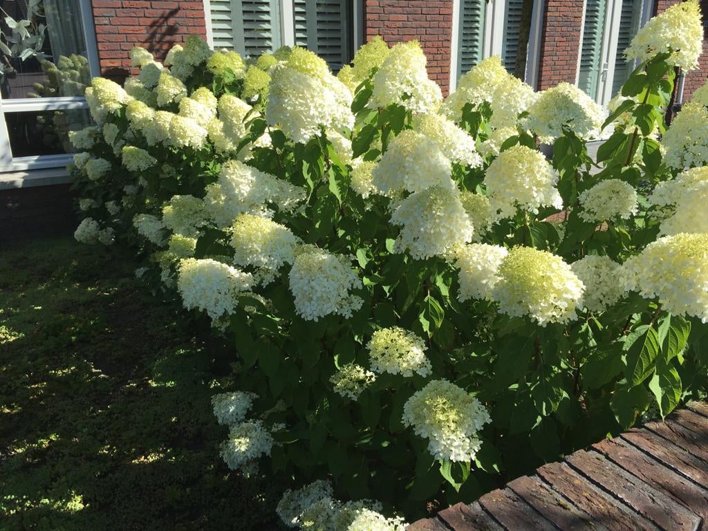 Pluimhortensia, Hydrangea Limelight, vanaf € 5,95, Overige soorten, Vaste plant, Ophalen of Verzenden, Halfschaduw
