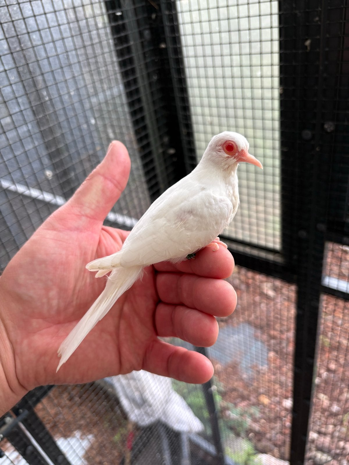 Albino en split albino diamantduiven, Dieren en Toebehoren, Meerdere dieren