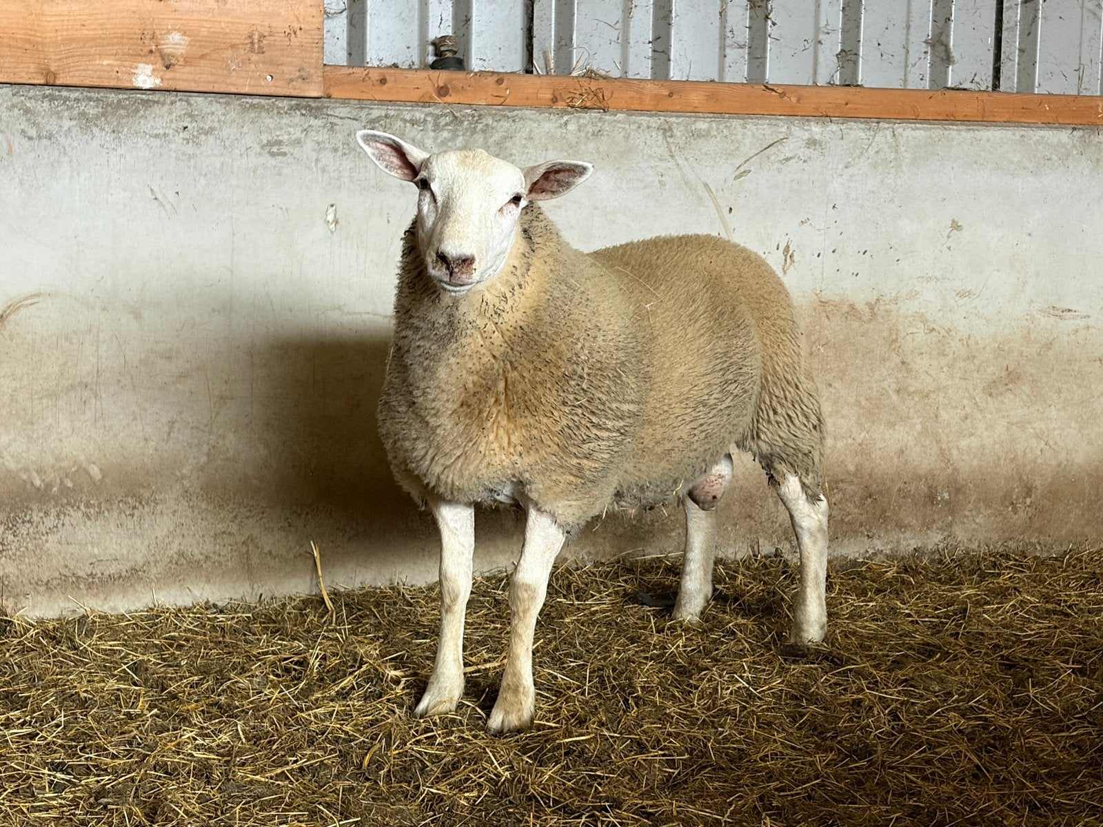 Te koop dekram, Dieren en Toebehoren, Mannelijk, Schaap