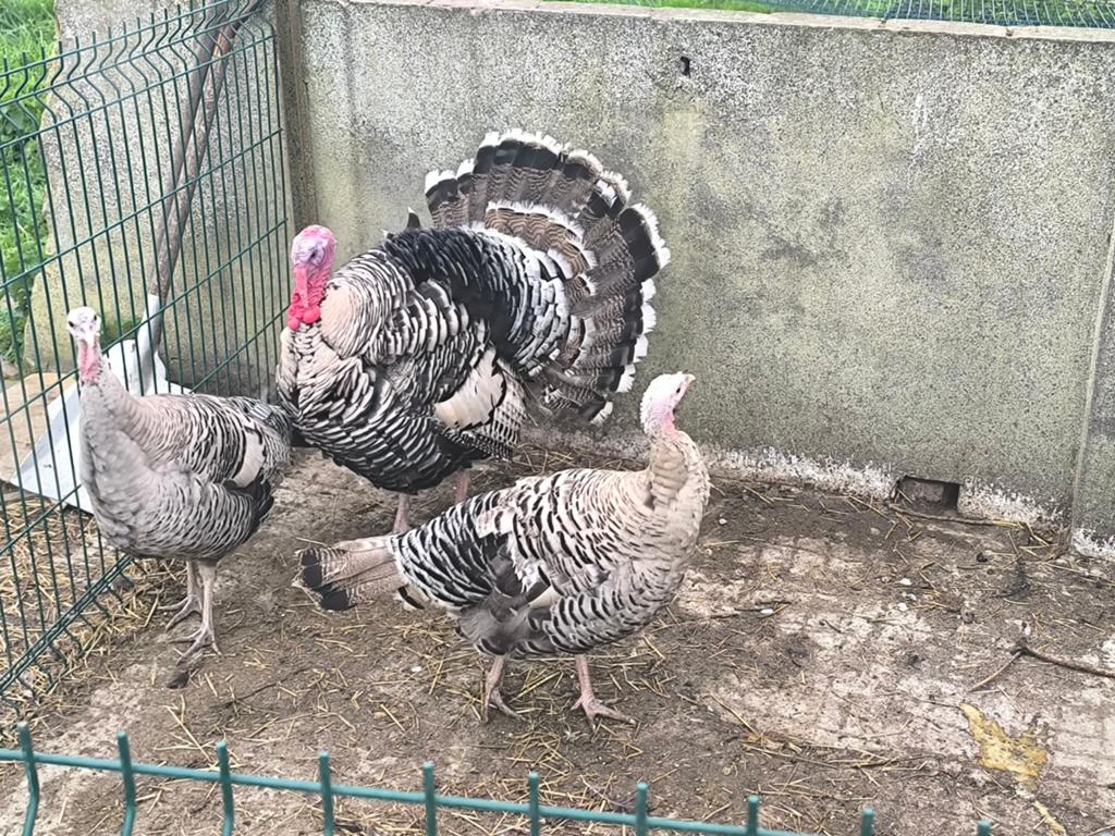 Narragansett kalkoen, Meerdere dieren, Kalkoen
