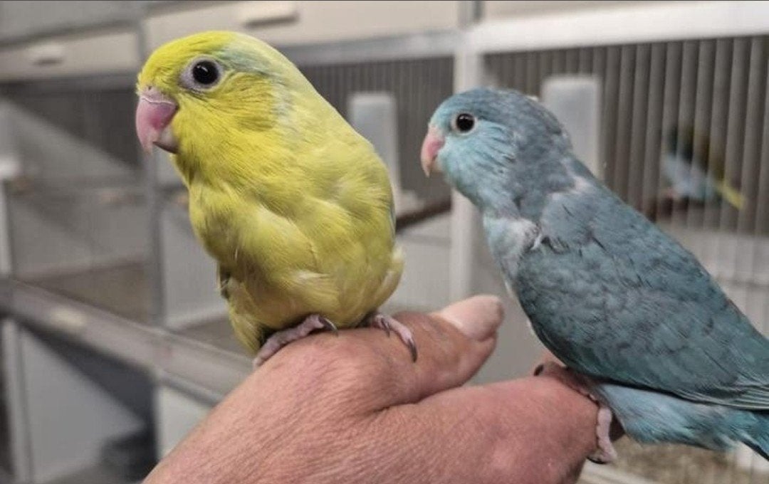 2 jonge forpussen, gereserveerd, Meerdere dieren, Dwergpapegaai of Agapornis, Geringd