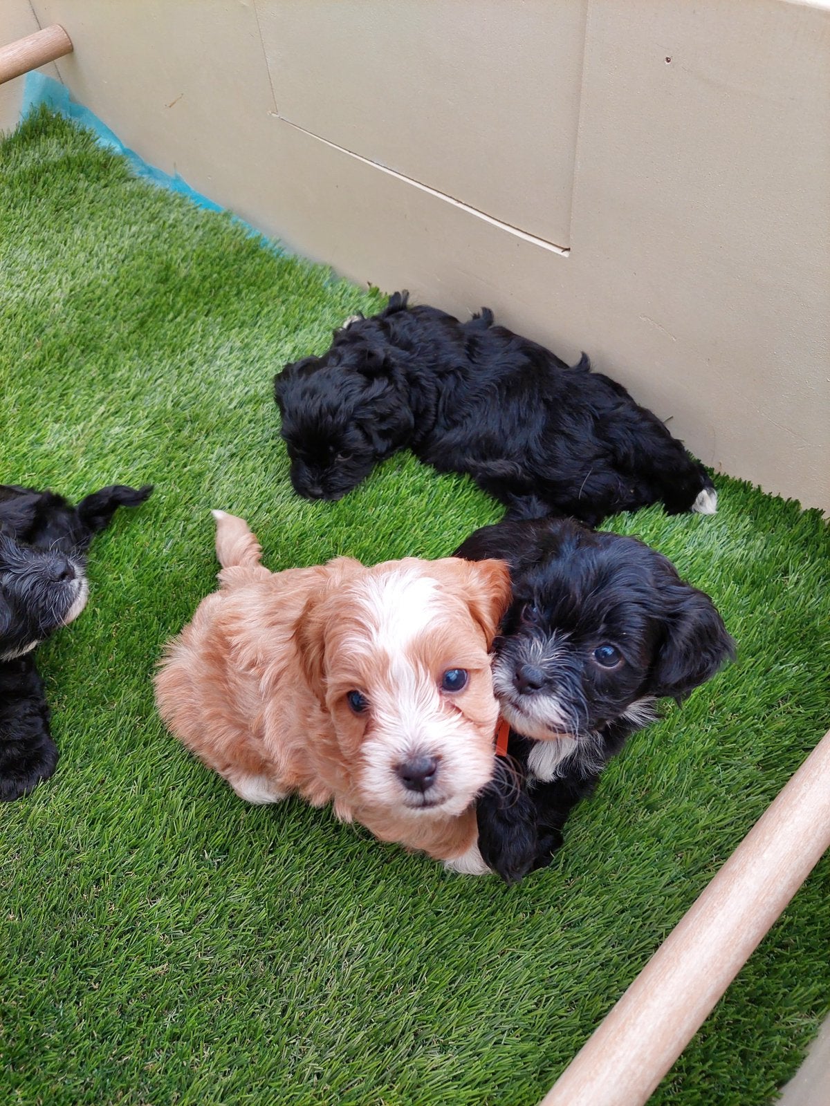 6 prachtige maltipoo puppy’s ️, Dieren en Toebehoren, Honden | Chihuahua's en Gezelschapshonden, Poedel, 8 tot 15 weken, Parvo