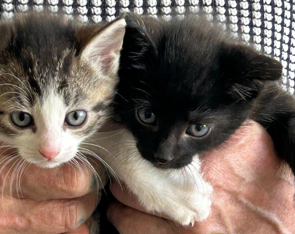 Kittens, gratis op te halen., Dieren en Toebehoren, Meerdere dieren, Kortharig, 0 tot 2 jaar