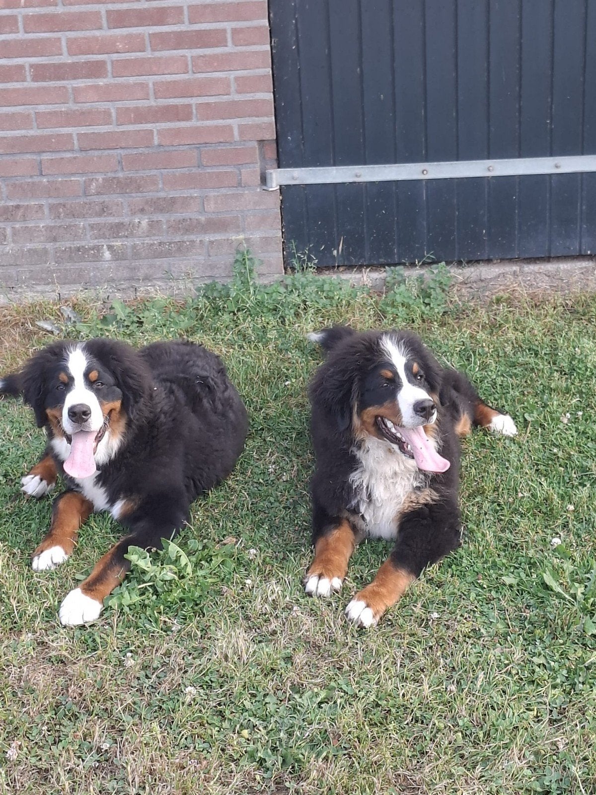 Herplaatsing berner sennen pups, Parvo, 15 weken tot 1 jaar, Reu, Sennenhond