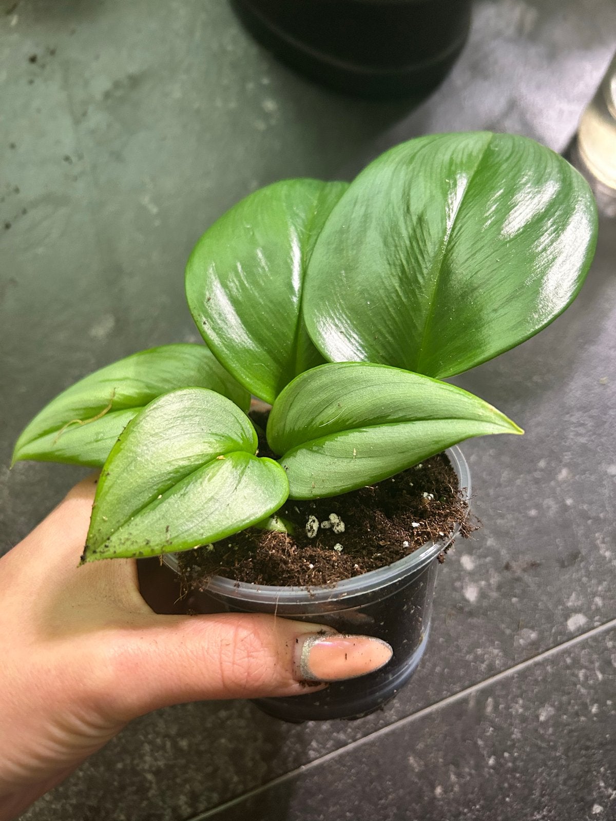 Scindapsus treubii moonlight - meerdere stekken in pot, Overige soorten, In pot, Minder dan 100 cm, Groene kamerplant